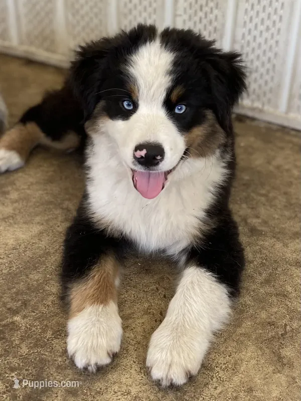 Rocket – Miniature American Shepherd puppy for sale in Cocoa, FL