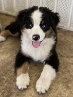 Rocket, a male Miniature American Shepherd for sale in Cocoa, FL – 1 of 1