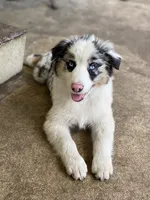 Nova, a female Miniature American Shepherd for sale in Cocoa, FL – 2 of 3