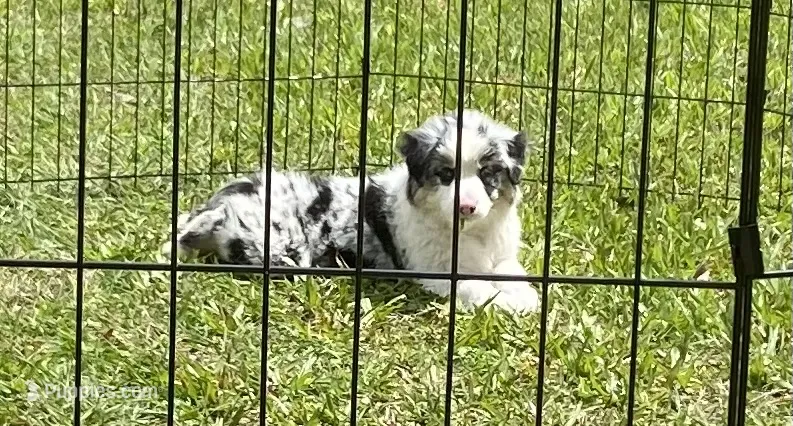 Nova – Miniature American Shepherd puppy for sale in Cocoa, FL