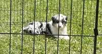 Nova, a female Miniature American Shepherd for sale in Cocoa, FL – 1 of 3