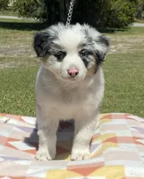 Nova, a female Miniature American Shepherd for sale in Cocoa, FL – 3 of 3