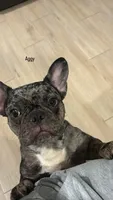 Pepper, a female French Bulldog for sale in Jacksonville, FL – 3 of 3