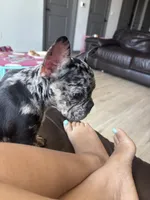 Pepper, a female French Bulldog for sale in Jacksonville, FL – 2 of 3