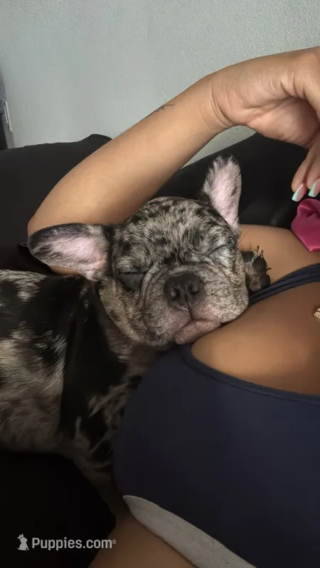 Pepper – French Bulldog puppy for sale in Jacksonville, FL