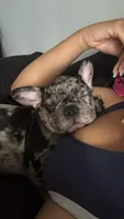 Pepper, a female French Bulldog for sale in Jacksonville, FL – 1 of 3