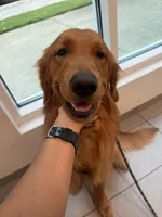 Alpha, a  Golden Retriever for sale in Wendell, NC – 4 of 9