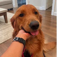 Alpha, a  Golden Retriever for sale in Wendell, NC – 2 of 9
