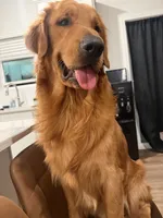 Alpha, a  Golden Retriever for sale in Wendell, NC – 6 of 9