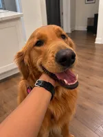 Alpha, a  Golden Retriever for sale in Wendell, NC – 3 of 9