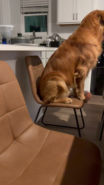 Alpha, a  Golden Retriever for sale in Wendell, NC – 9 of 9