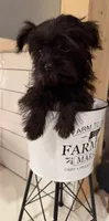 Boy 3, a male Yorkipoo for sale in Jasper, GA – 1 of 3