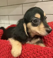 Pink girl , a female Miniature Dachshund for sale in Jasper, GA – 2 of 4