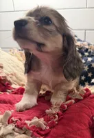 Red girl , a female Miniature Dachshund for sale in Jasper, GA – 6 of 6