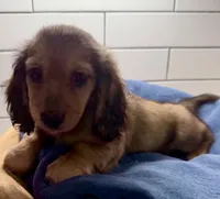green boy, a male Miniature Dachshund for sale in Jasper, GA – 2 of 4