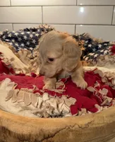Pink Girl , a female Miniature Dachshund for sale in Jasper, GA – 3 of 4
