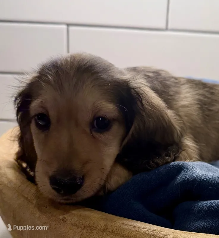 Blue boy – Miniature Dachshund puppy for sale in Jasper, GA