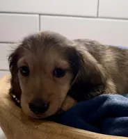 Blue boy, a male Miniature Dachshund for sale in Jasper, GA – 1 of 3