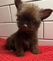 Boy 1 , a male Yorkipoo for sale in Jasper, GA – 1 of 3
