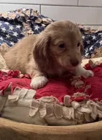 Purple girl , a female Miniature Dachshund for sale in Jasper, GA – 3 of 3