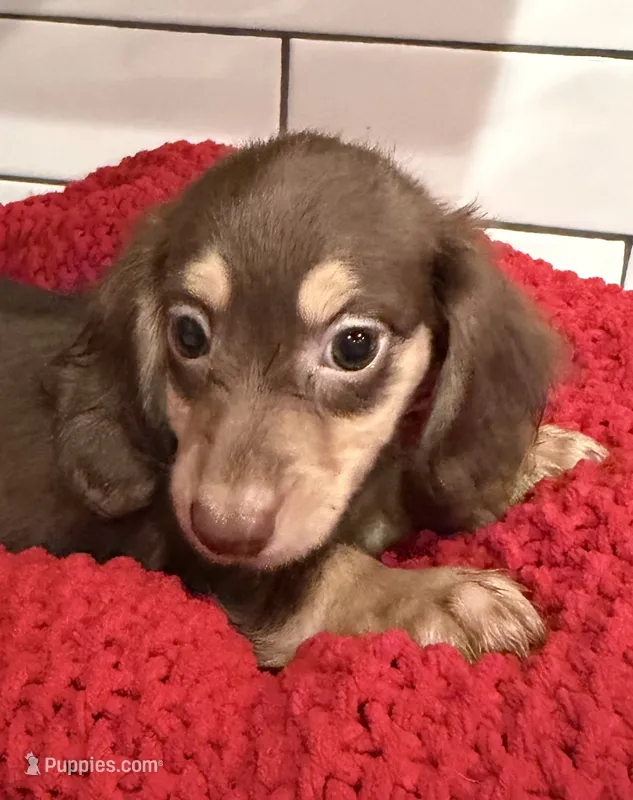 Red girl  – Miniature Dachshund puppy for sale in Jasper, GA