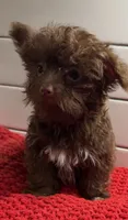 Boy 2, a male Yorkipoo for sale in Jasper, GA – 2 of 4
