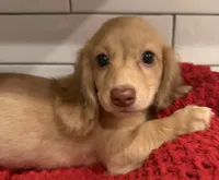 Yellow girl , a female Miniature Dachshund for sale in Jasper, GA – 2 of 4