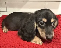 Purple girl , a female Miniature Dachshund for sale in Jasper, GA – 2 of 6