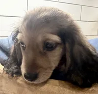 green boy, a male Miniature Dachshund for sale in Jasper, GA – 3 of 4