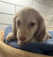 purple girl, a female Miniature Dachshund for sale in Jasper, GA – 4 of 4