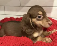 Red girl , a female Miniature Dachshund for sale in Jasper, GA – 3 of 4
