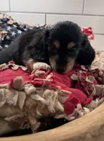 Blue boy , a male Miniature Dachshund for sale in Jasper, GA – 3 of 3