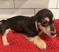 Pink girl , a female Miniature Dachshund for sale in Jasper, GA – 4 of 4