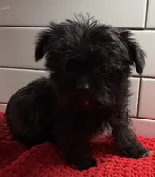 Boy 3, a male Yorkipoo for sale in Jasper, GA – 2 of 3