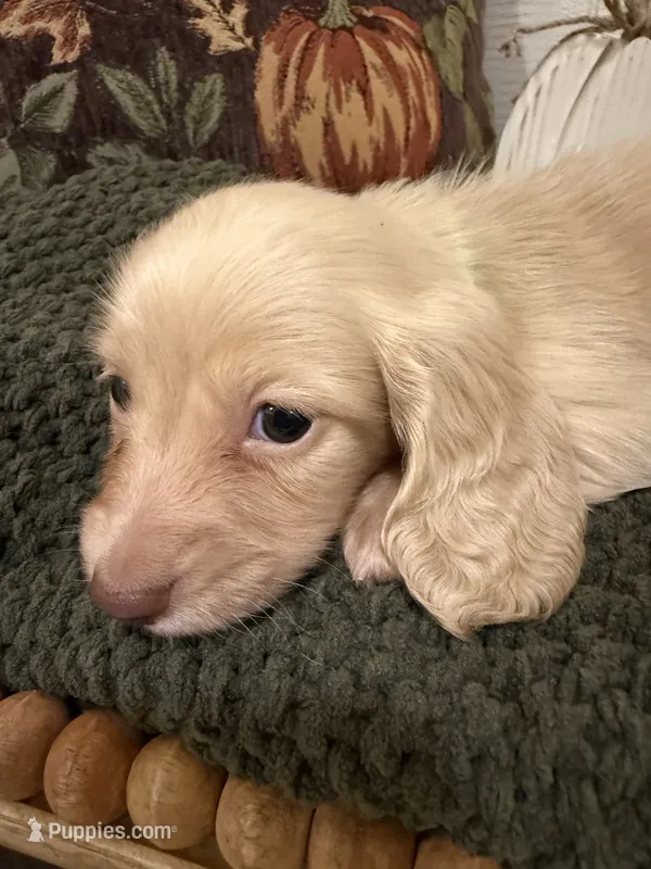 Blue collar – Miniature Dachshund puppy for sale in Jasper, GA