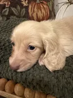 Blue collar, a male Miniature Dachshund for sale in Jasper, GA – 1 of 4