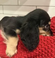 Purple girl , a female Miniature Dachshund for sale in Jasper, GA – 4 of 6