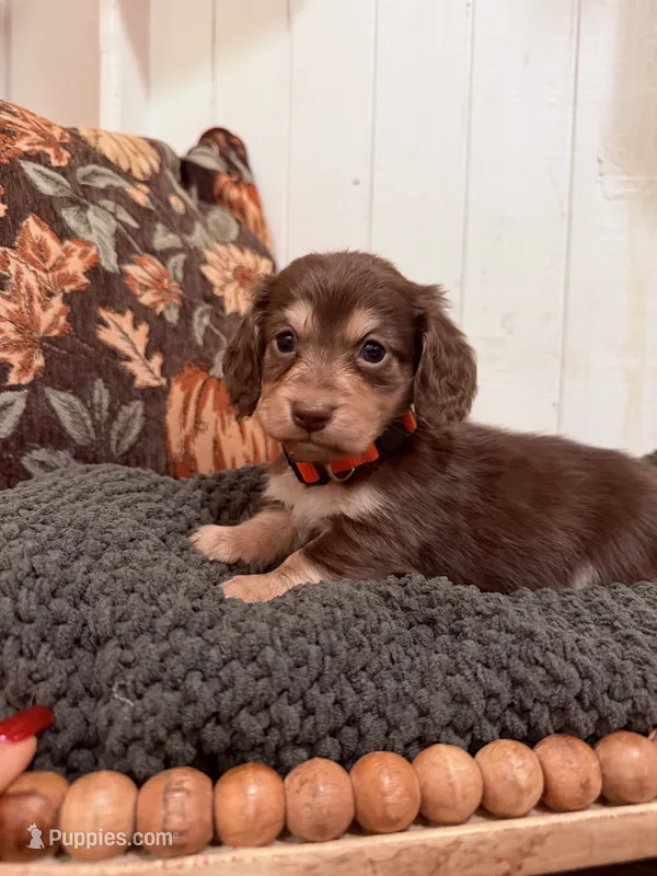Orange collar – Miniature Dachshund puppy for sale in Jasper, GA