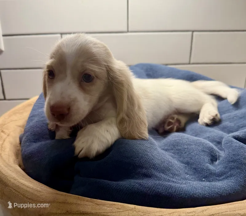 brown boy – Miniature Dachshund puppy for sale in Jasper, GA