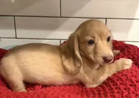 Yellow girl , a female Miniature Dachshund for sale in Jasper, GA – 4 of 4