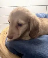 purple girl, a female Miniature Dachshund for sale in Jasper, GA – 3 of 4