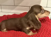 Orange girl , a female Miniature Dachshund for sale in Jasper, GA – 6 of 6