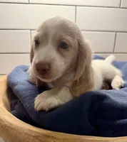 brown boy, a male Miniature Dachshund for sale in Jasper, GA – 3 of 4