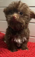 Boy 2, a male Yorkipoo for sale in Jasper, GA – 4 of 4