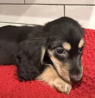 Purple girl , a female Miniature Dachshund for sale in Jasper, GA – 3 of 6