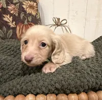 Blue collar, a male Miniature Dachshund for sale in Jasper, GA – 2 of 4