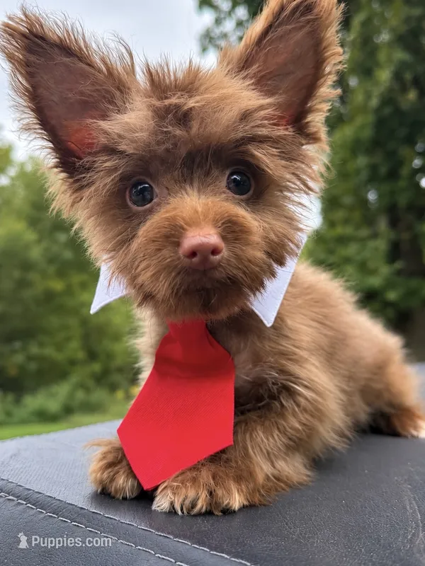 Boy 2 – Yorkipoo puppy for sale in Jasper, GA