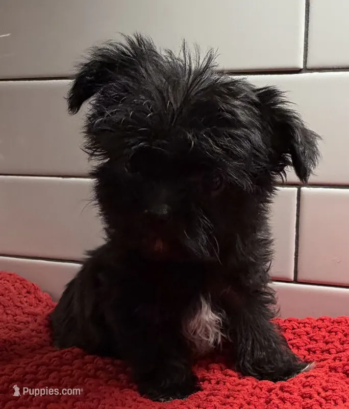 Boy 3 – Yorkipoo puppy for sale in Jasper, GA