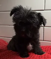 Boy 3, a male Yorkipoo for sale in Jasper, GA – 1 of 3