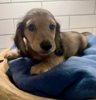 Blue boy, a male Miniature Dachshund for sale in Jasper, GA – 3 of 3